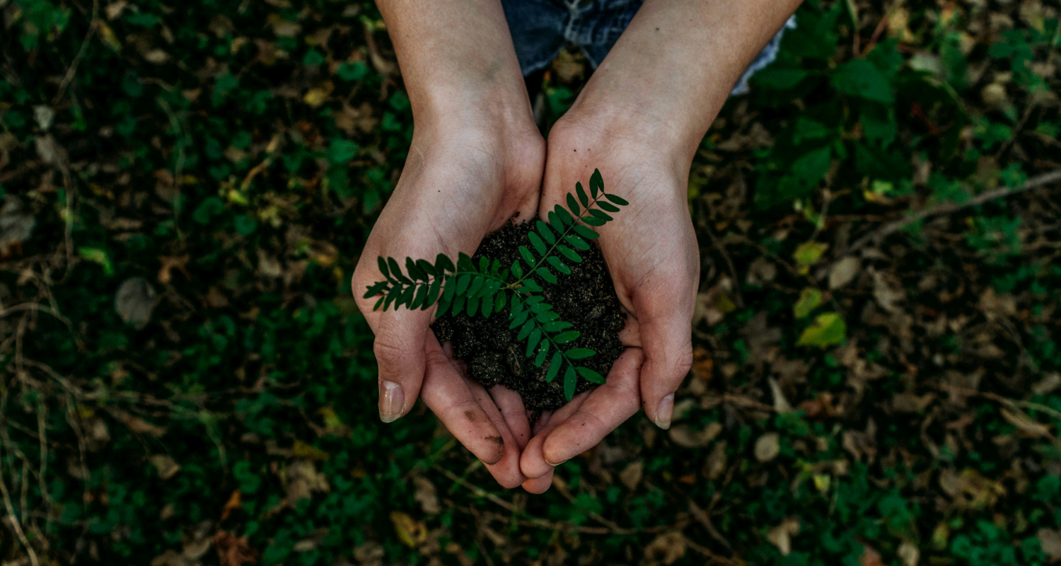 Two hands holding a tree sapling