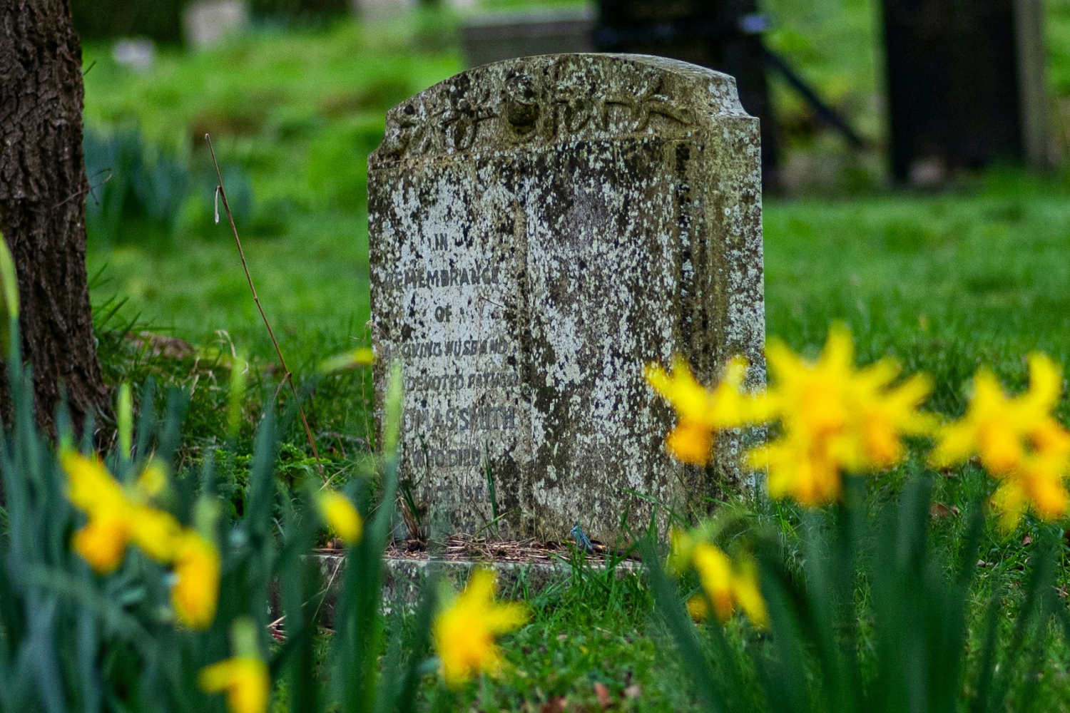 grave with daffodils