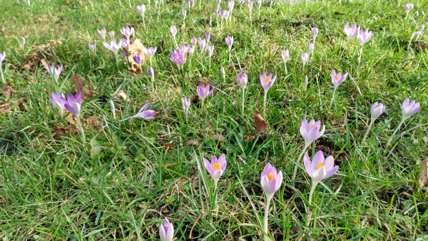 Pale purple crocuses in Lambeth cemetery, Poppy's funerals