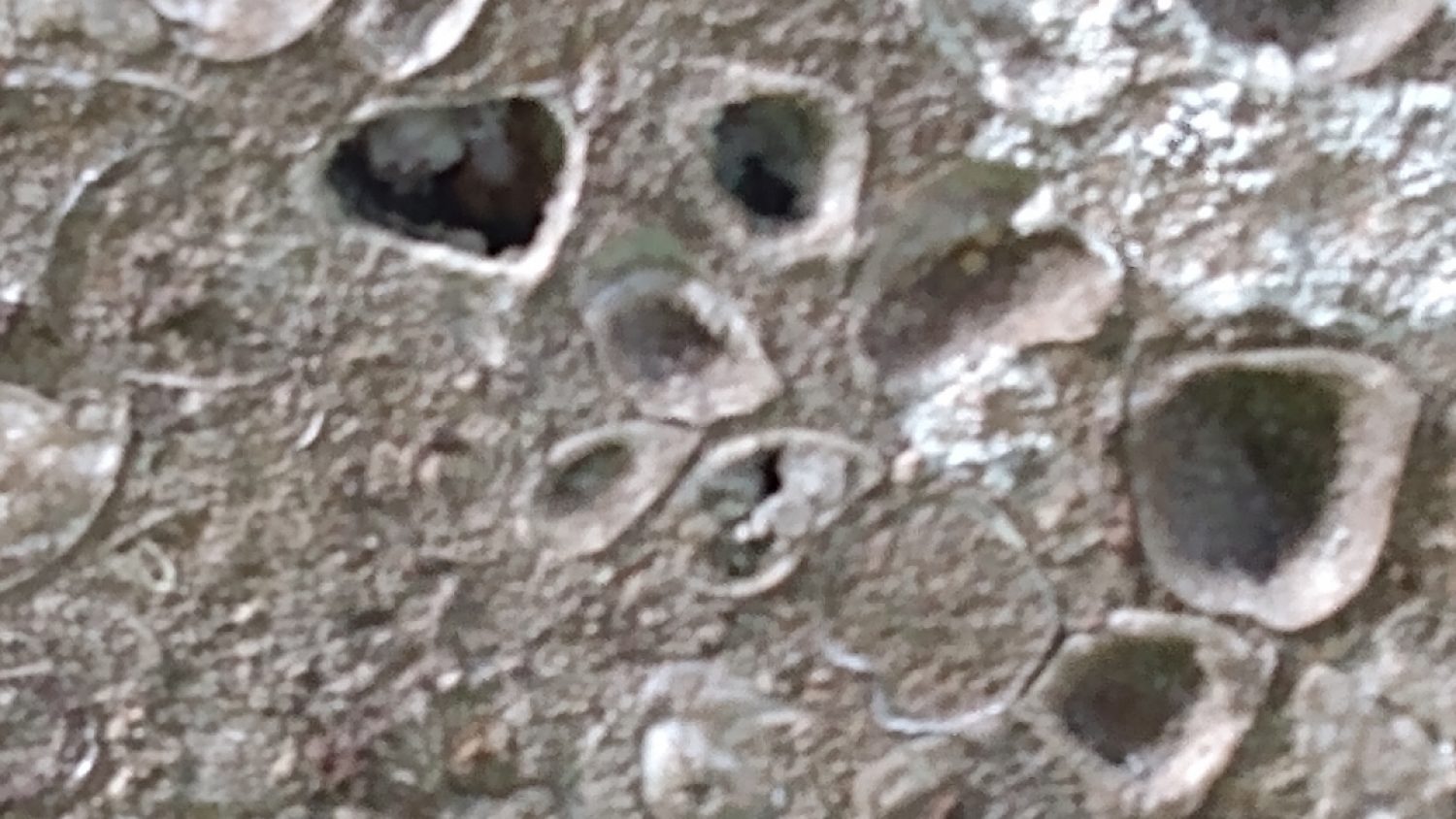 Brachiopods (fossils) in gravestone