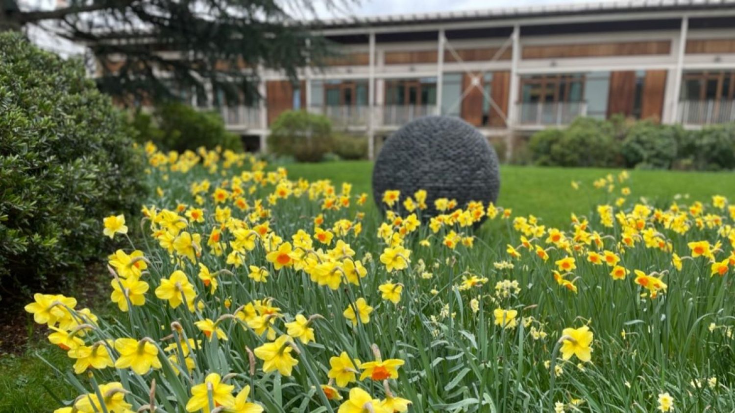 Daffodils outside Royal Trinity Hospice, Clapham, London