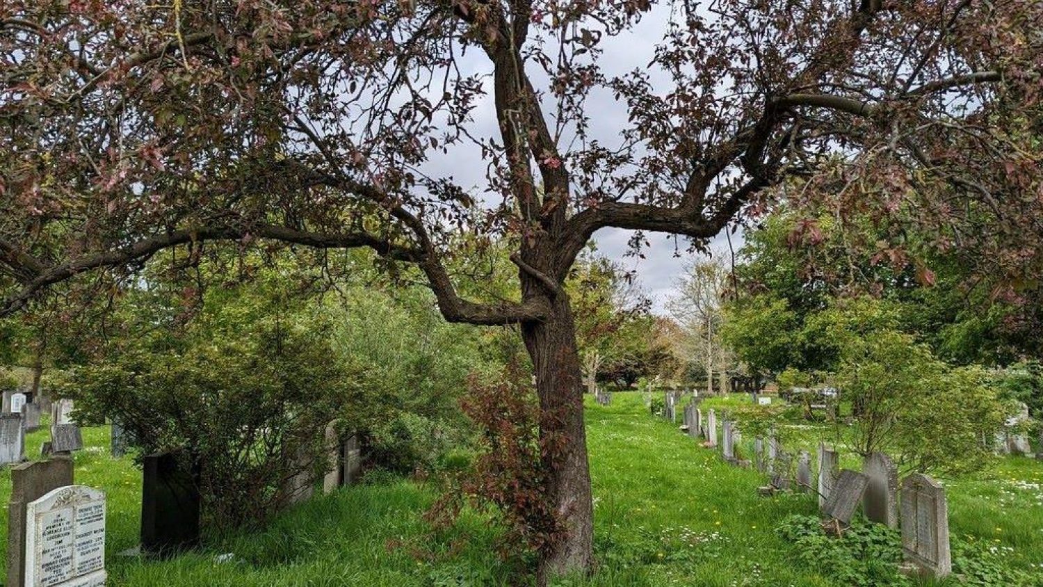 Spreading tree over lines of graves and grass.