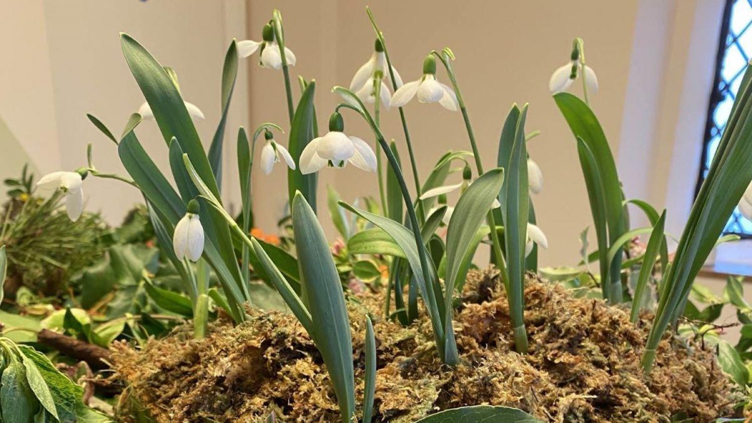 Close up of snowdrops on a coffin