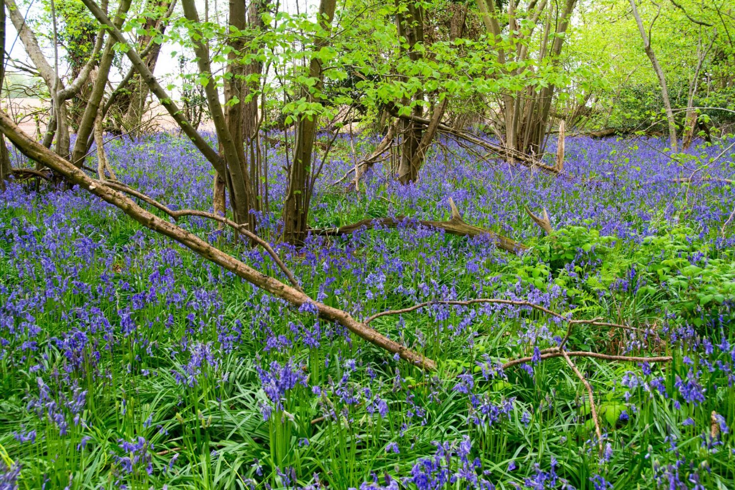Norfolk Bluebell Wood