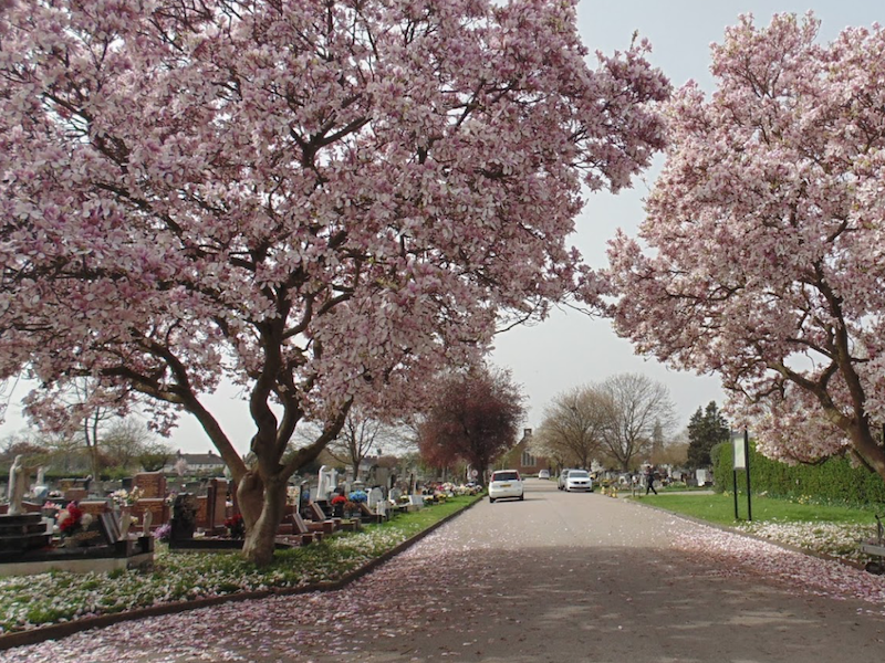 London road cemetery