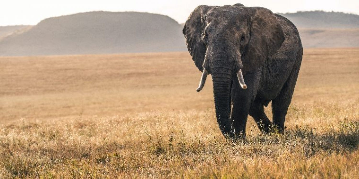 elephant | animal funerals